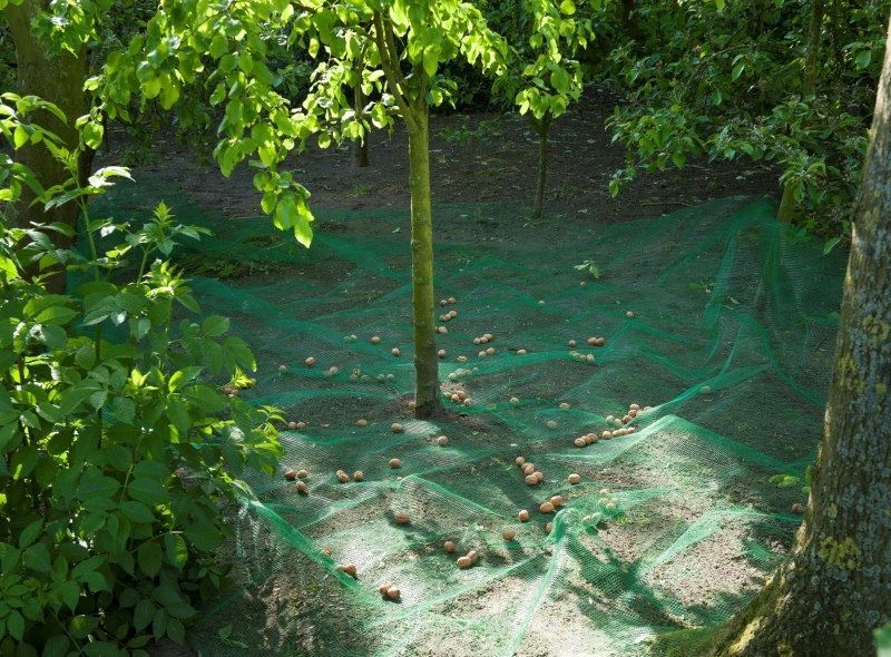 Nature Raapnet 4,3x4,3 Meter 4 Nature Raapnet 4,3x4,3 Meter - Afbeelding 2