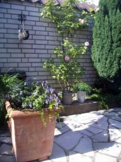 Nature Klimplantrek V-Vorm Metaal Grijs 145 X 5/75 Cm -Tuingereedschaps Winkel 55e32628dc0efaf7479ea70597b62115