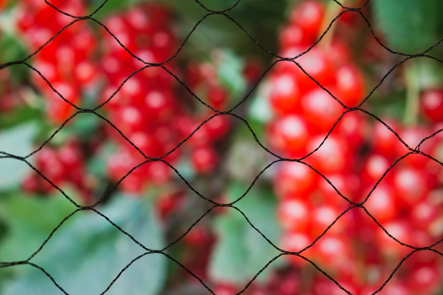 Nature Tuinnet Zwart 10x3m 4 Nature Tuinnet Zwart 10x3m - Afbeelding 2