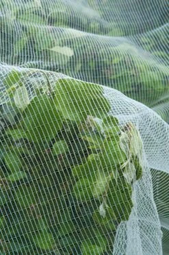 Nature Anti-Insectengaas 5.2 X 5 Meter -Tuingereedschaps Winkel 8711338304501 2