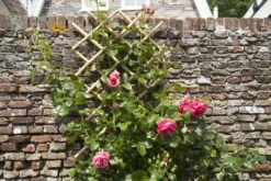 Nature Klimplantrek Bamboe 100x200cm -Tuingereedschaps Winkel 8711338407226 3