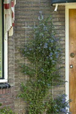 Nature Klimplantrek Metaal Grijs 145 X 42.5 Cm 8 Nature Klimplantrek Metaal Grijs 145 X 42.5 Cm -Tuingereedschaps Winkel 8711338407325 1