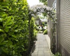 Nature Rozenboog H229x113x38cm -Tuingereedschaps Winkel 8711338408025 2