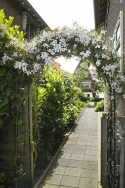 Nature Rozenboog H229x113x38cm -Tuingereedschaps Winkel 8711338408025 3