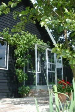 Royal Well Muurkas Wall Garden 42 Veiligheidsglas 3mm -Tuingereedschaps Winkel 8718215761020 3 Aangepast