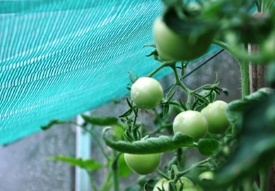 Royal Well Schermgaas 300 Cm Breed Groen 4 Royal Well Schermgaas 300 Cm Breed Groen - Afbeelding 2