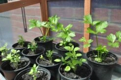 Royal Well Patiokas Rosemary's Choice -Tuingereedschaps Winkel 8718226337481 10 Aangepast