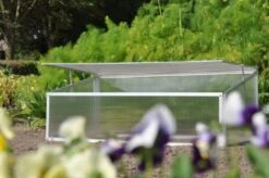 Royal Well Broeikas Viola