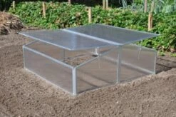 Royal Well Broeikas Silver Thyme