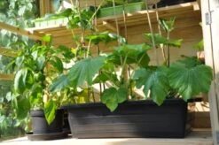 Royal Well Kweekbak / Container 40 L - 60 X 40 X 18 Cm Zwart