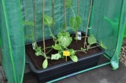 Royal Well Kweekbak / Container 40 L - 60 X 40 X 18 Cm Zwart -Tuingereedschaps Winkel 8718226338365 4 Aangepast