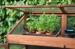 Royal Well Patiokas Sweet Basil -Tuingereedschaps Winkel 8719214380120 5 Aangepast