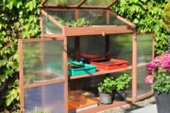 Royal Well Patiokas Sweet Basil -Tuingereedschaps Winkel 8719214380120 9 Aangepast