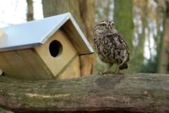 Esschert Vogelhuis Steenuilkast -Tuingereedschaps Winkel NK44 41
