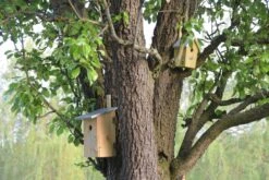 Esschert Vogelhuis Observatienestkast 21 Esschert Vogelhuis Observatienestkast -Tuingereedschaps Winkel NKO 43